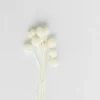 Shop Golden Ball White Dried Flowers