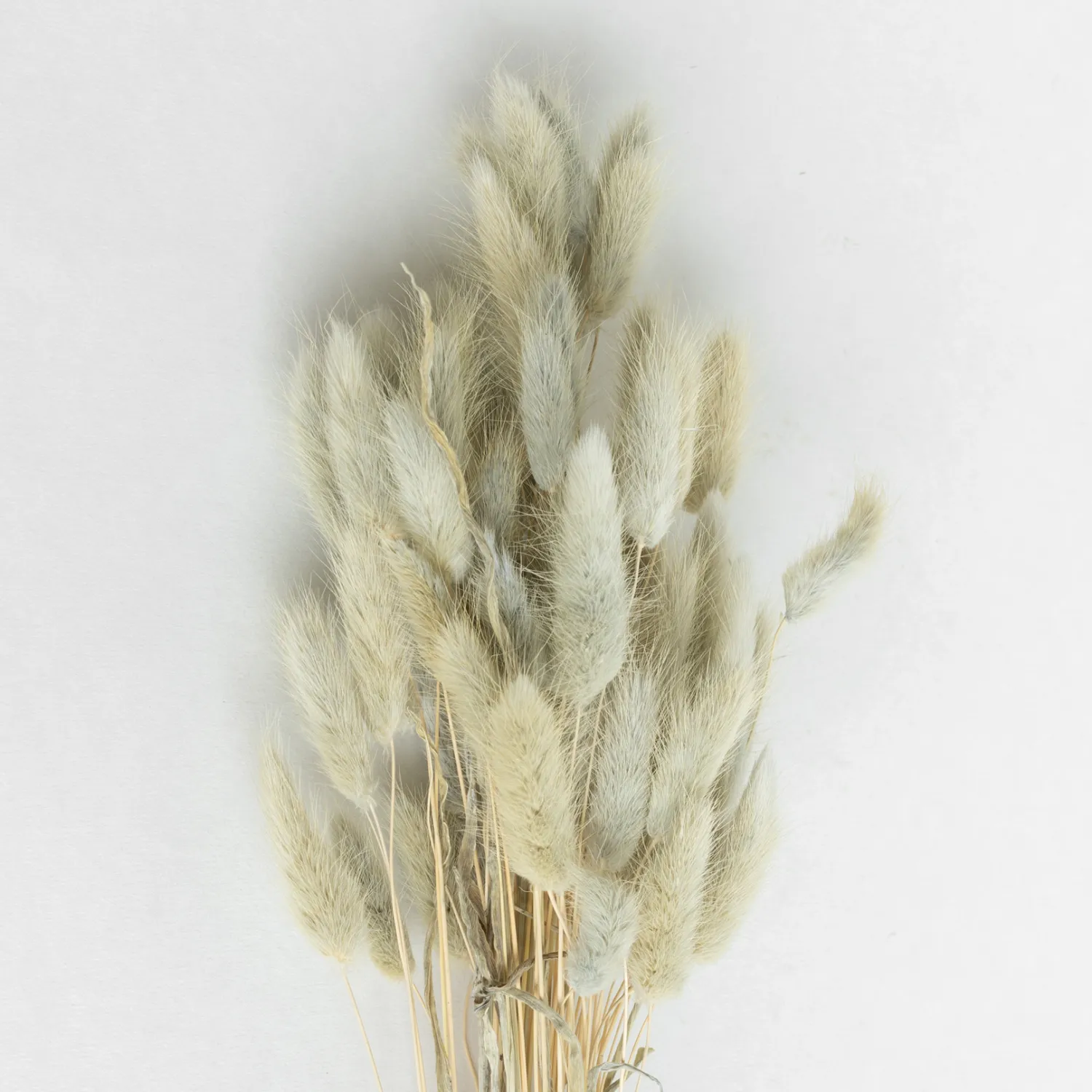 lagurus_ash_0.webp Clearance Lagurus Ash Dried Flowers