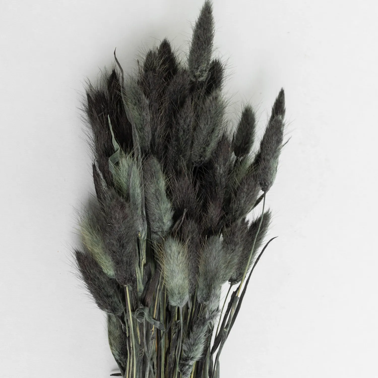 lagurus_black_0.webp Shop Lagurus Black Dried Flowers
