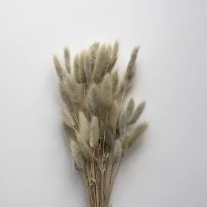 Best Sale Lagurus Light Grey Dried Flowers