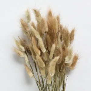 Shop Lagurus Natural Dried Flowers