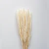 Clearance Pampas White Dried Flowers