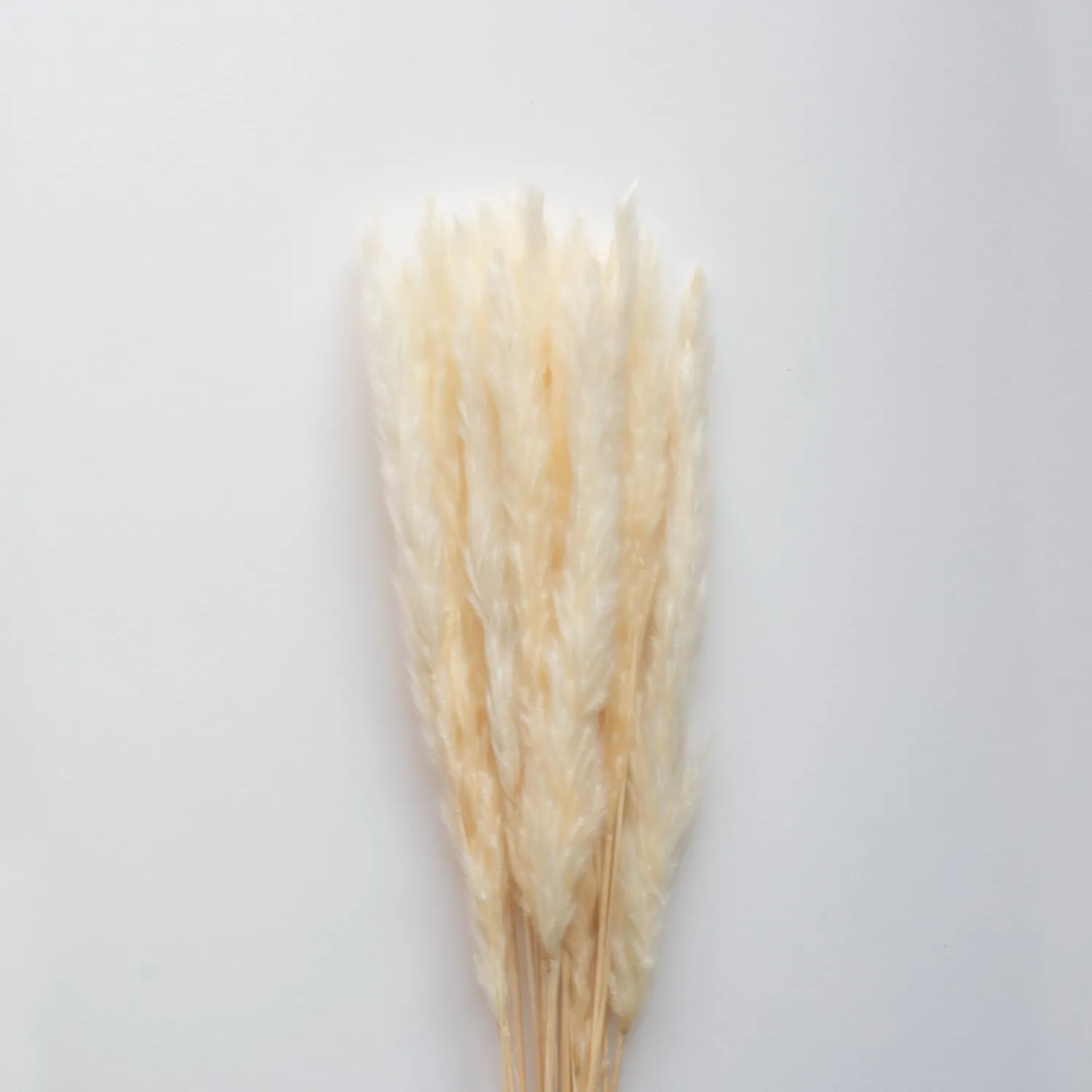 pampas_white_0.webp Clearance Pampas White Dried Flowers